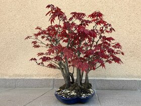 Bonsai, Bonsaj, japonský javor, lesík - 6