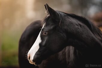 Roční American Quarter Horse black klisna, vnučka Gunnera - 6