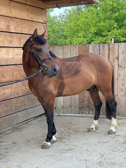 4letý kompaktní Valášek 145cm - 6
