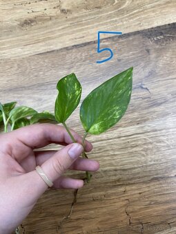 Epipremnum aureum. - zakořeněné řízky - 6