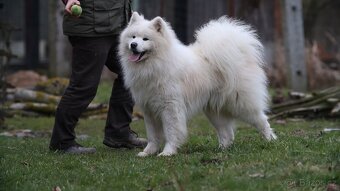Samojed - štěně s  PP - 6