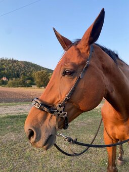 Hackamore - 6