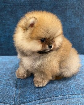 Pomeranian mini - 6