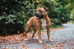 Stafordšírský Bulteriér s PP - chovný pes - 6