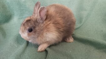 Zakrslý králík, zakrslý králíček lvíček - 6