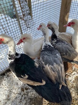 Prodám krásné 2 kačery - 6