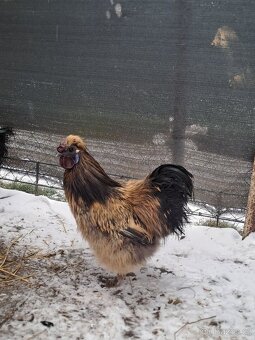 Krásní mladí kohouti hedvábničky - 6