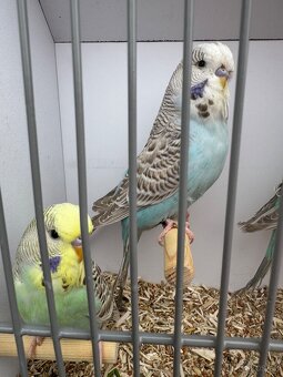 Andulka vlnkovana - 6