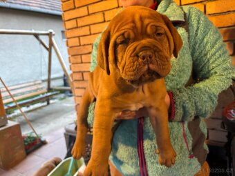 Bordeauxská doga - 6