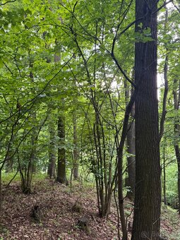 Prodám lesní pozemky v k.ú. Brod nad Labem - 6