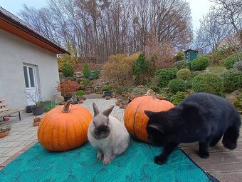 Zakrslý siamský žlutý sameček Méďa - 6