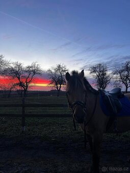 Kříženec fjorda - valach - 6