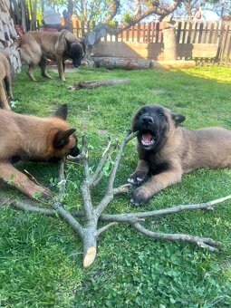 Belgický ovčák malinois - 6