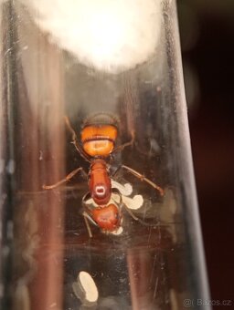 Mravenec nikobarský (Camponotus nicobarensis) - 6