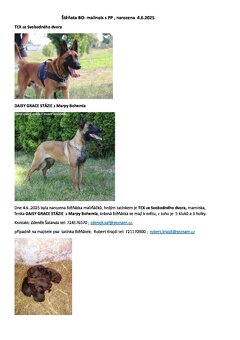 Prodám štěněta BO Malinois s PP - 6
