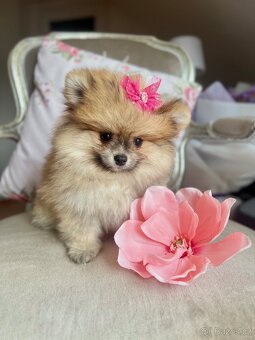 Pomeranian mini - 6