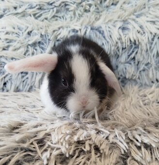 Minilop - anglický zakrslý beránek s VP - 6