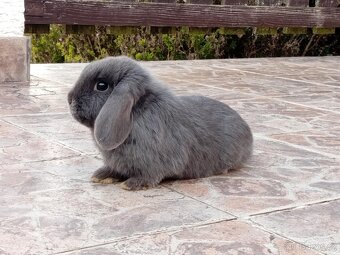 Samička Zakrslý Beránek MiniLop ❤️❤️🍑 - 6