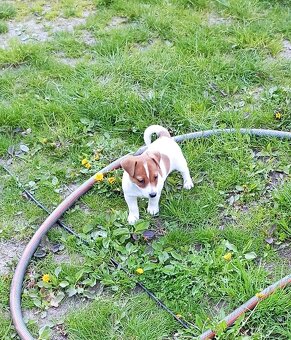 Jack russell terier  štěňátko k odběru ihned - 6