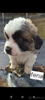 Nabízím štěňata bernardýna - 6