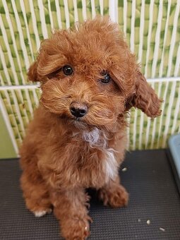 Pudl trpasličí vícebarevný (toy) s PP fenka - 6