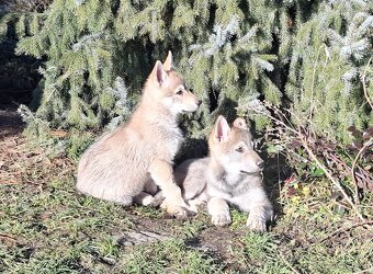 Československý vlčák s PP, BENEDIKT - 6