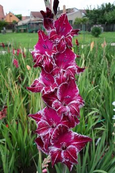 Hlízy velkokvětých mečíků - 6