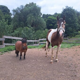 Valach aph x qh 2021 - 6