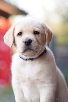 Labradorský retriever žlutá štěňata - 6