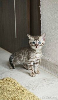 Bengal,Bengálska kočka,kocour - 6