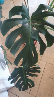 Monstera Deliciosa, 3 roky stará - 6