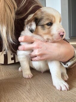 Štěňata Border kolie - kluci - 6