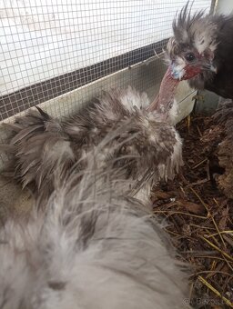 Slepicka a kohoutek hedvábnička modrá - 6