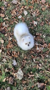 Pomeranian holčička - 6