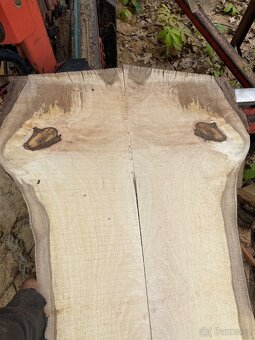 Fošny ořech, ořešák 6cm - 6