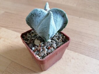 Krásný beztrnný kaktus č. 7 Astrophytum Mexiko a USA - 6