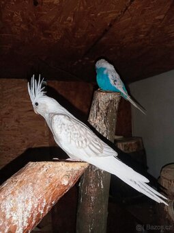 Korela chocholatá - 6