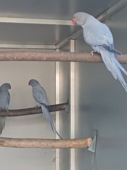 Alexandr malý 2025 - 6