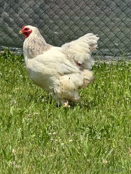 Brahmacek 🐓 - 6