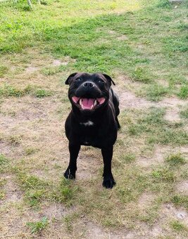 Stafordširsky bulteriér - 6