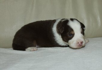 Australsky ovčák - 6