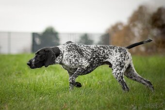 Německý ohař krátkosrstý - 6