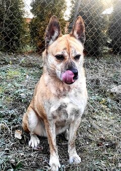 Evelyn hledá domov - 6