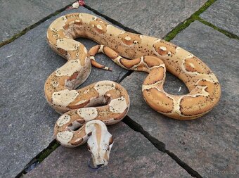 Boa imperator - Paradise Sunglow Aztec, Sunglow Motley - 6