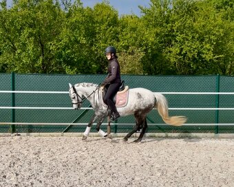 Pony klisna - 6