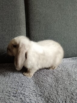 Zakrslý králík šedý beránek kluk - 6