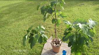 Odrůdové fíkovníky - Ficus carica - 6