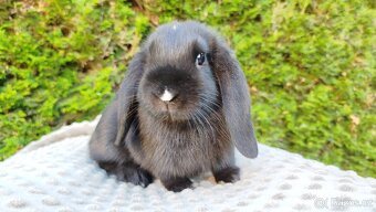 Zakrslý beránek, králíček, králík - PEGGY - 6