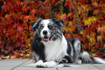 Krycí pes border kolie s PP FCI, nabídka krytí - 6