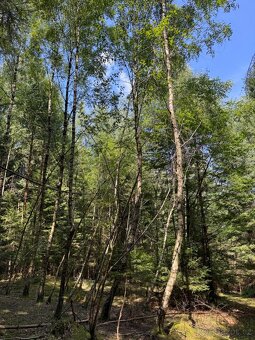 Prodám lesní pozemky v k.ú. Nesměň u Ločenic - 6